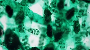 Spirogyra whole mount conjugation under microscope 400x against bright field. Focusing macro image of reproduction of green algae on scientific slide for biology lessons. Plant structure concept