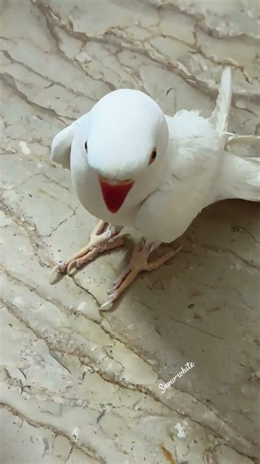 Beautiful talking white parrot #foryou #birds #explore #pets #love