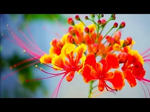 How to Care Dwarf Poinciana