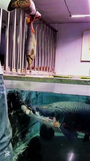 Monster Fish Attack! #fish #fishing #short #viral