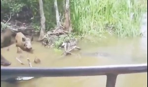 Harry tonusu on TikTok