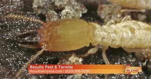 Gross. The bugs in Tucson that could be lurking in your house
