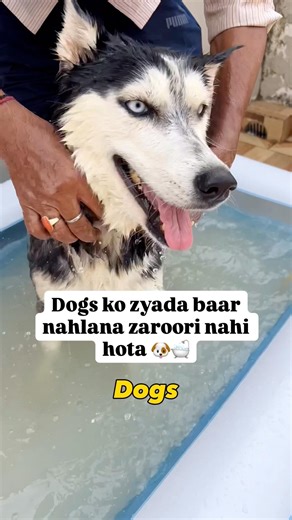 Dogs Ko Zyada Baar Nahlana Zaroori Nahi Hai 🐶🛁 | Dog Grooming Tip #dogs #pets #dogparents #dogcare