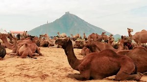 Camel, Camels, Desert. Free Stock Video