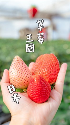 斑比 • Banbi Hsu on Instagram: "日本草莓王國🍓栃木縣 最近很喜歡「栃愛果」這個日本栃木縣的草莓品種，非常的甜又多汁。 因為參加了栃木縣新的草莓農園主人計劃，我把草莓苗命名為「食飽莓」（呷飽未），一句簡單招呼語，代表了台灣人的好客、熱情。 在草莓們長大時，和其他5位同樣來自台灣的草莓農園主人，一起到栃木縣玩還有看看草莓生長情況。 這些草莓真的很好吃，除了我們種的栃愛果，還招待了Milky berry、Sky berry這兩種草莓。 活動後來我都忙著吃那些草莓，非常非常幸福。推薦喜歡草莓的人，也來吃看看很好吃的栃愛果。 ｜ 新年快樂，準備了栃木縣的大禮包福袋組合一組： ➀栃木縣草莓乾白巧克力、➁栃木縣吉祥物「栃丸君」的小毛巾和貼紙、➂栃木市吉祥物娃娃「とち介」。 （1）留言寫下你想說的話，例如關於栃木縣或草莓。 （2）分享這則影片到限動，領獎時會需要出示限動截圖。 *活動就設在 2/24日，23:59:59止 以上方式缺一不可，會於4日內選出一位，並回覆在留言下方聯絡通知，還請7日之間回覆我收件資訊（寄送郵寄掛號），若無回應則重新再選出。 #Ba