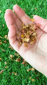 24K views · 201 reactions |  Team Leaf Blower or Team Rake? The eternal fall debate! But here's a creative plot twist: While everyone's thinking about yard cleanup, I'm turning fall leaves into tiny treasures! With a 5/8" leaf punch, you can create the most adorable miniature autumn scenes. Perfect for crafting, card-making, or just adding a seasonal touch to your miniature world!  | Grandma Gets Real | Facebook