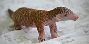 Insanely cute baby pangolin