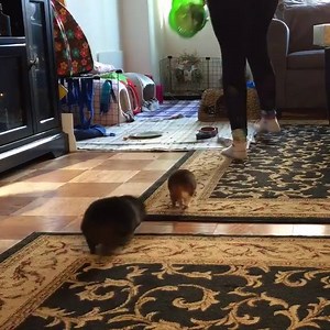 69K views · 2.8K reactions | There are some piggies that are prompt for lunch and avoid the "lava" and then there's Puffy Fluffy :p (Video credit to Instagram member thelavaempire: https://www.instagram.com/thelavaempire/) | Guinea Pig Zone | Facebook