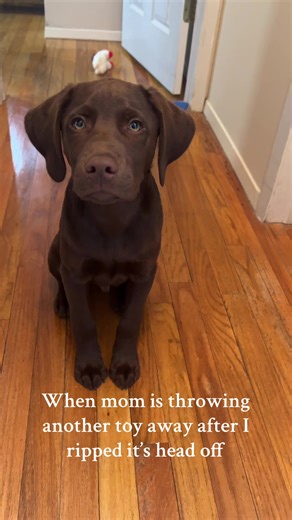 RIP to all my favorite toys that I’ve destroyed🥹 #fyp #trending #labradorretriever #dog #toys