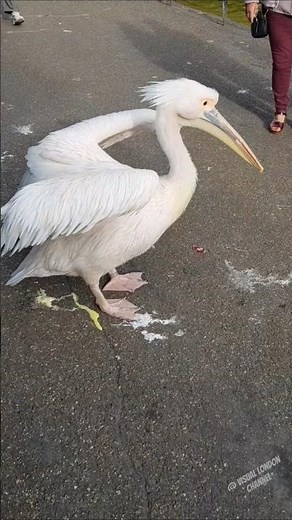 Pelicans wild birds in London close up nature video