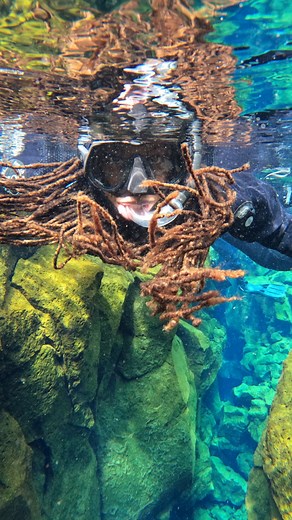 Snorkeling between continents in Iceland 🤿 One epic activity to do here is snorkeling in Silfra Fissure in Þingvellir National Park and it can be done anytime of year. The freshwater is so clear that you can see about 100 meters (328 ft)! 😍 We were fortunate to have some scuba divers in the water with us, which gives a bit of perspective about the depth. ✅ Save this post so you can remember to add this to your itinerary. Thank you @allthingiceland for coming! #iceland #snorkelingtrip #silfra #