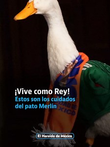 ¿Sabes como es el cuidado del Pato Merlin? Aquí te platicamos todos los detalles