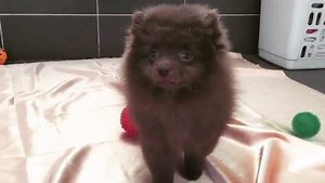 Chocolate pomeranian puppy! Instagram: @hope.mua.shpitzzz | BuzzSharer Pomeranians