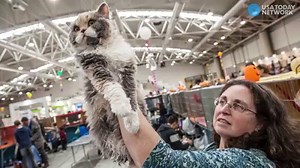167K views | The internet's buzzing about a rather cute breed about 'curly-haired' cats. They're called selkirk rex, and they have a rather unique history too! | USA TODAY Video | Facebook