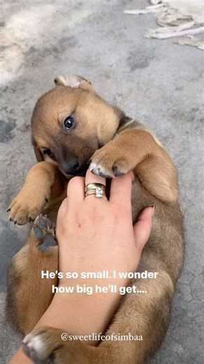 Simba on Instagram: "Simbu’s journey from 🥔 to 🍟 . . . #dogreels #reelsindia #reelitfeelit #reelkarofeelkaro #funnydogvideos #adoptdontshop #indiedogs #fypシ"