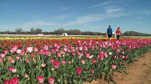 44K views · 625 reactions | Start your weekend with some color! And tiptoe through Texas-Tulips, the only tulip farm in the Lone Star State! | Texas Farm Bureau | Facebook
