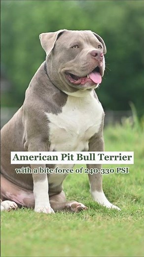 7 dog breeds with the strongest bite force | Country Living UK