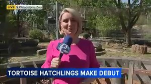 Tortoise hatchlings to make public debut at Philadelphia Zoo after mother sets world record