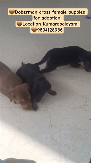 Doberman cross puppies free
