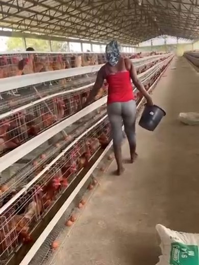 Nigeria Lagos Poultry Farm Layer Battery Cage Installation – 15,000 Layers ⚙️ Equipped with 3-tier A-type layer battery cage system ✔️ High-density housing ✔️ Easy management & low labor costs ✔️ Designed for maximum egg production 🌍 Supplied by LIVI Poultry Equipment, a global supplier of modern poultry solutions. 📲 Contact us today for your project: 86 15090085057 Instalación de Jaulas en Batería para Gallinas de Ponedoras en Granja Avícola de Lagos, Nigeria – 15,000 ponedoras ⚙️ Equipadas c
