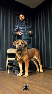 71K views · 2.2K reactions | The Power of a Boerboel Breeder 掠...