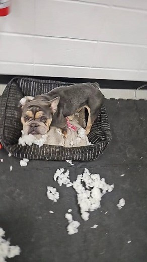 路‍♀️ . . . . . . #crime #dogs #funny #rip #toy #pieces | Canadian Mini Skoolie | Facebook