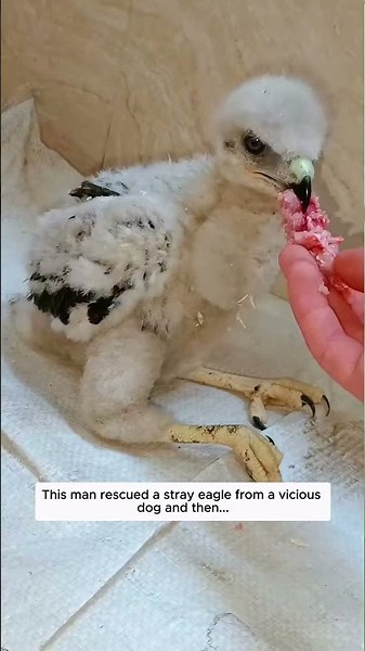 This man rescued a stray eagle from a vicious dog and then...