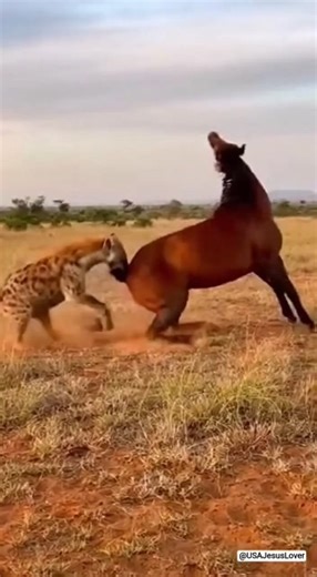 An Unmatched Opponent: Hyena's Futile Attack on a Horse