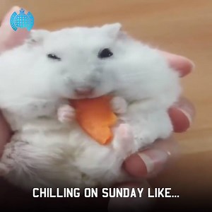 4.4K views · 35 reactions | Don't actually think there's any other way to chill on a Sunday? 樂  smarturl.it/MOS-RB | Ministry of Sound | Facebook