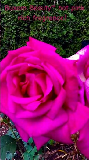 Roses -Buxom Beauty™ hot rich pink 粉月季花艳色香 #Shorts, #gardening #rose, #hybridtearose, #花,#园艺,#月季，#杂交