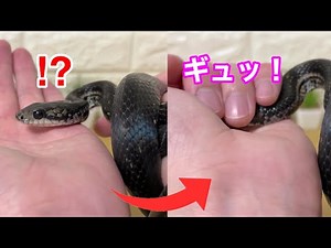 シマヘビ(黒)の顔をにぎりしめた結果…