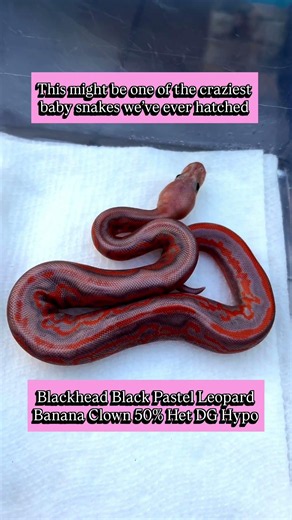 One of the CRAZIEST Ball Pythons we’ve ever HATCHED🔥🐍