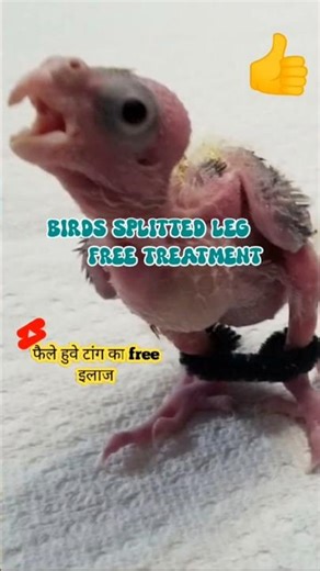 Birds splayed leg problem 🦜 / birds leg issue #parrot #birds #shortsfeed #minivlog #cockatiel
