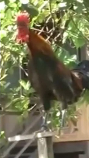Funny Crowing Rooster Compilation Laughing Roosters | try not to laugh