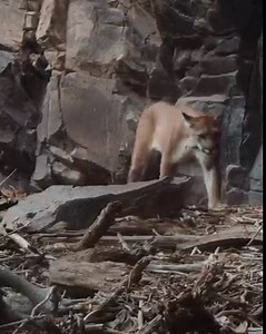 8.4K views · 500 reactions | The Texas Mountain Lion! Fiercely...