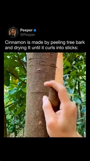 PEEPER on Instagram: "Cinnamon is made by harvesting the inner bark of cinnamon trees and drying it until it naturally curls into sticks. Farmers carefully cut young shoots of Cinnamomum trees, then peel away the outer bark to expose the fragrant inner layer. As this thin bark dries, it contracts and rolls into the familiar quills found in stores. The process relies on natural moisture loss rather than mechanical shaping. Not all cinnamon is the same. True cinnamon (Ceylon) is softer and sweeter