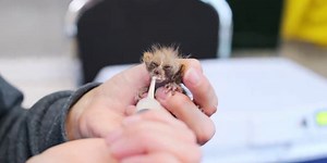 Zoo welcomes newest addition to rare, endangered species: a baby pygmy slow loris