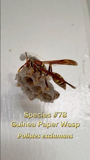 Species #78: Guinea Paper Wasp (Polistes exclamans)