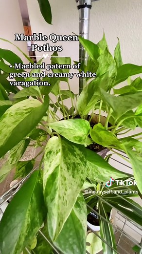 Exploring Different Pothos Varieties: A Plant Lover's Guide