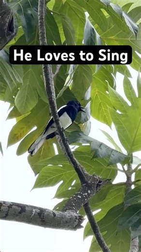 Oriental Magpie Robin Singing from the Treetop | Singapore