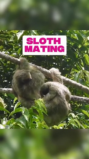 🥵 How do sloths reproduce? How does a sloth find a mate? Does it take forever? We hope this video answers all your questions about sloth mating! It’s the month of Valentine, love, and #SlothLoveMonth ❤️—show your love and support for sloths by making a gift on our website! | The Sloth Conservation Foundation