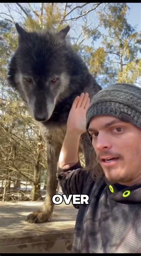 Huge Timberwolf #shorts #animals #wildlife