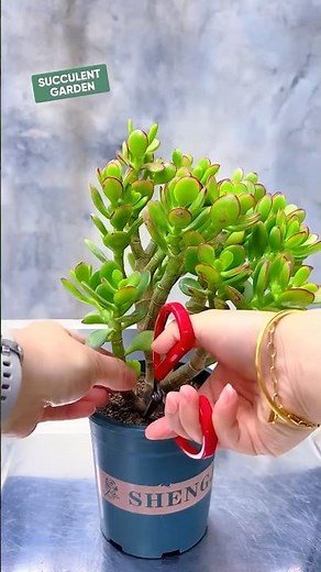 How to Prune and Shape a Jade Plant (Step-by-Step)