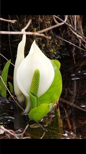 ミズバショウ(水芭蕉)【野山の植物】