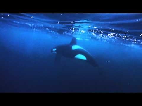 Swimming with wild orcas (killer whales) in Norway
