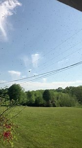 Honey bees this morning after QUEEN BEE 🐝 Lisa Clark at the Golden Rule Gospel Hour! | Golden Rule Wilson Real Estate & Auction