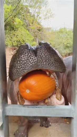 Giant Hippo Eats Huge Pumpkin | Epic Hippo Pumpkin Feast | Hippo video | Animals video