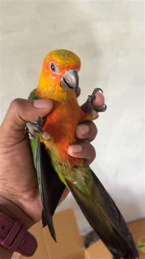 Escape on first day ?