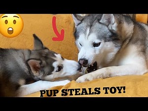 Brave Puppy Steals Angry Huskies Dog Toy In The Funniest Way! [HUSKY TANTRUM!]