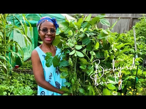 Harvesting Fluted Pumpkin Vine + Expert Tips for Growing in Containers, Best Location & More